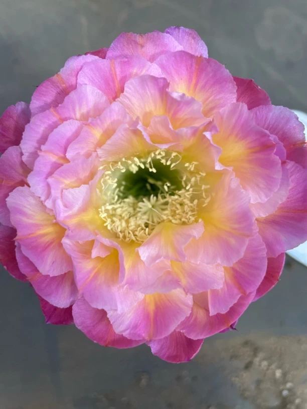 马乙摘花脱土发货马艺