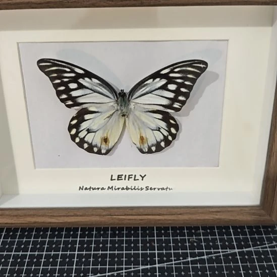 铝合金双层款苏****多蝴蝶标本相框装饰画