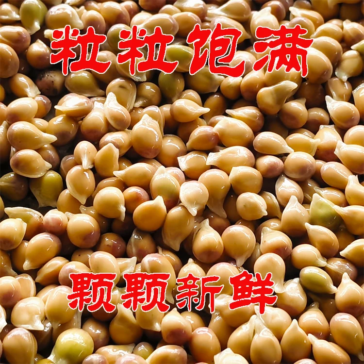 柑橘的优良砧木自产新鲜香橙种子适合各类土壤碱性土上不黄化