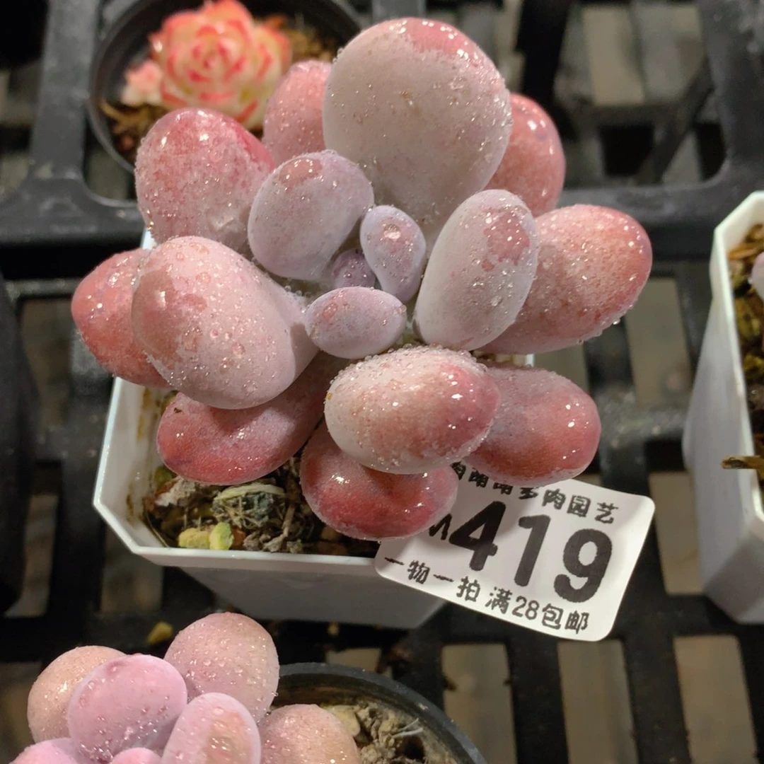 肉萌萌拇指盆精控多肉ZM419