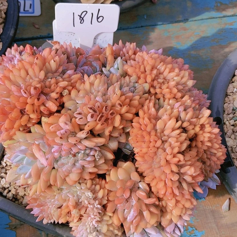 【闪购商品】蜂****21816寄养