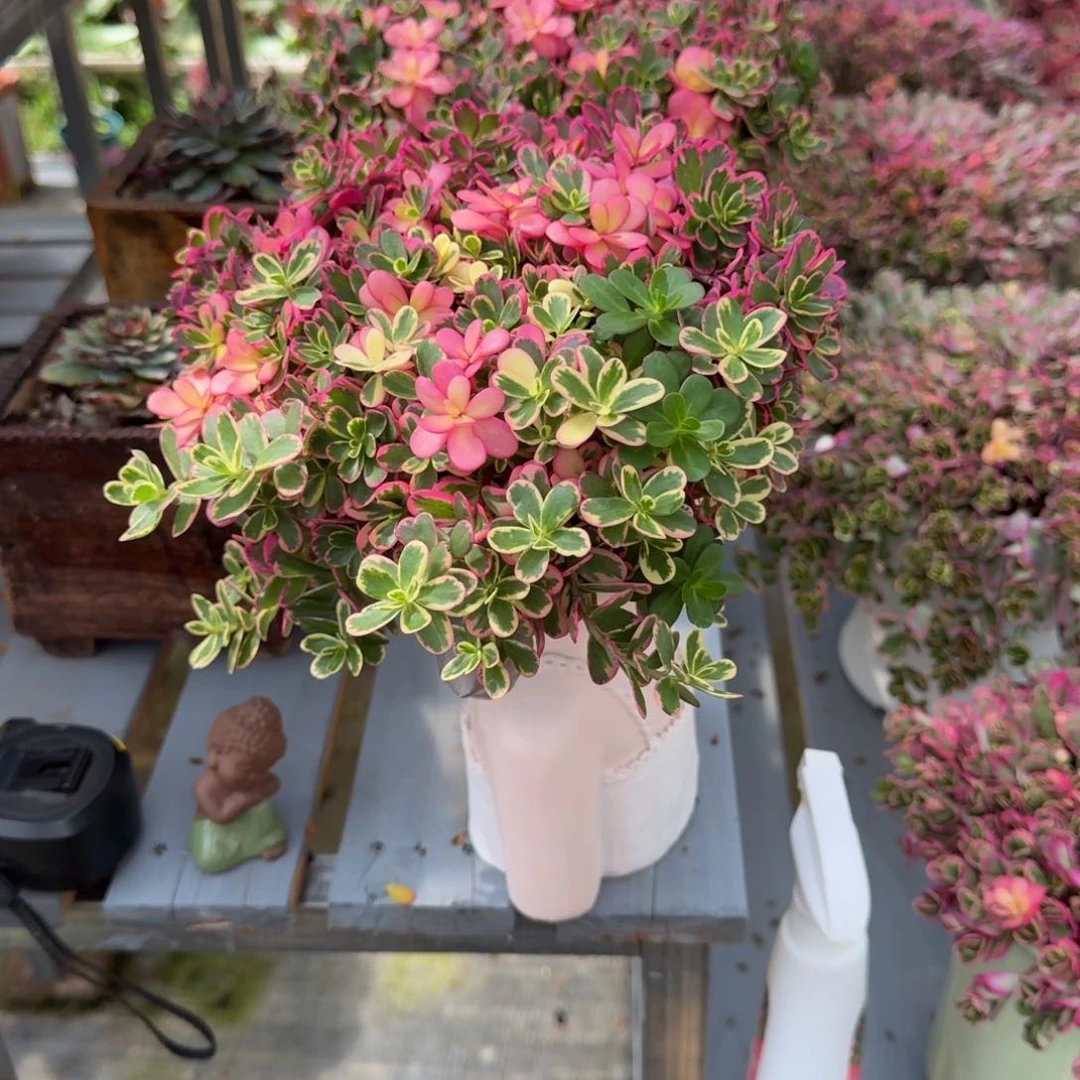 李***)多肉植物太阳花锦福袋