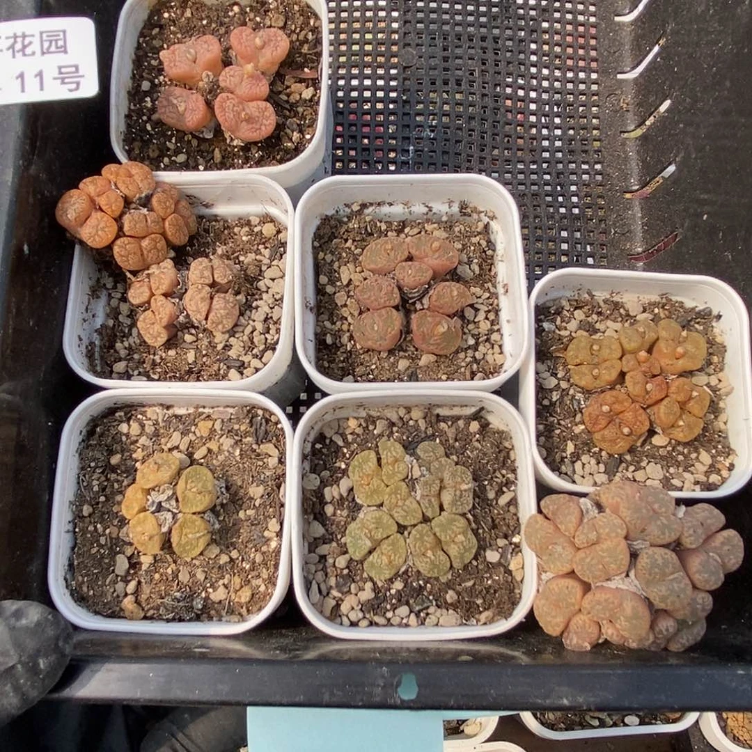 喵*姐桃喜花园0314-11勋章8颗