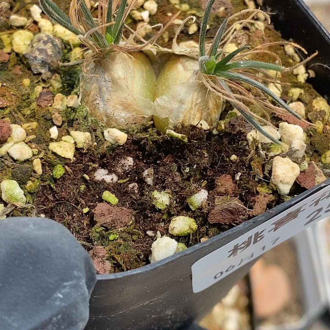 给****掌桃喜花园0617-25海葱