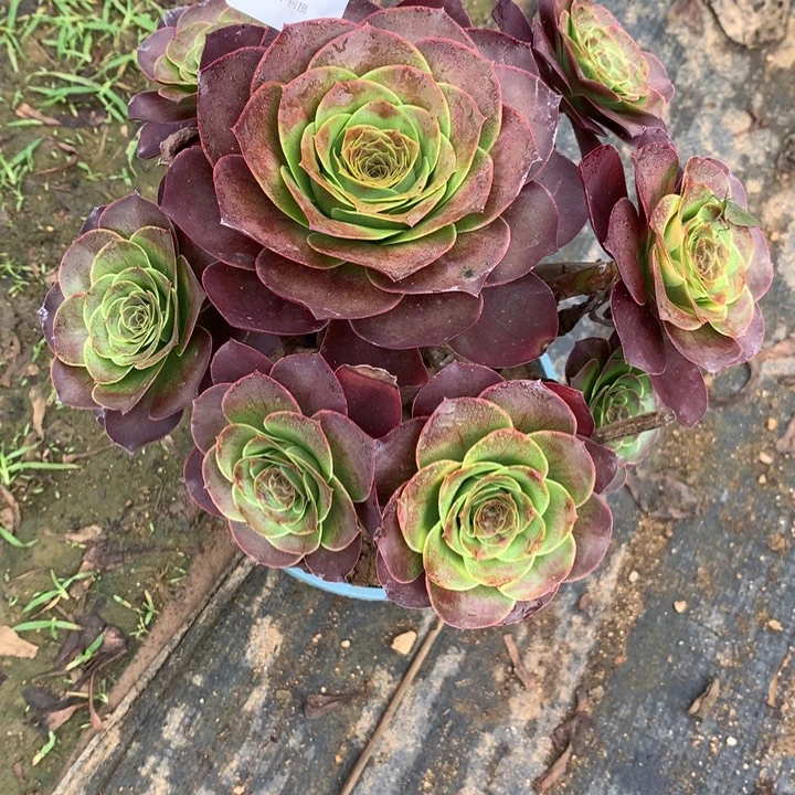519玫瑰多肉植物特价