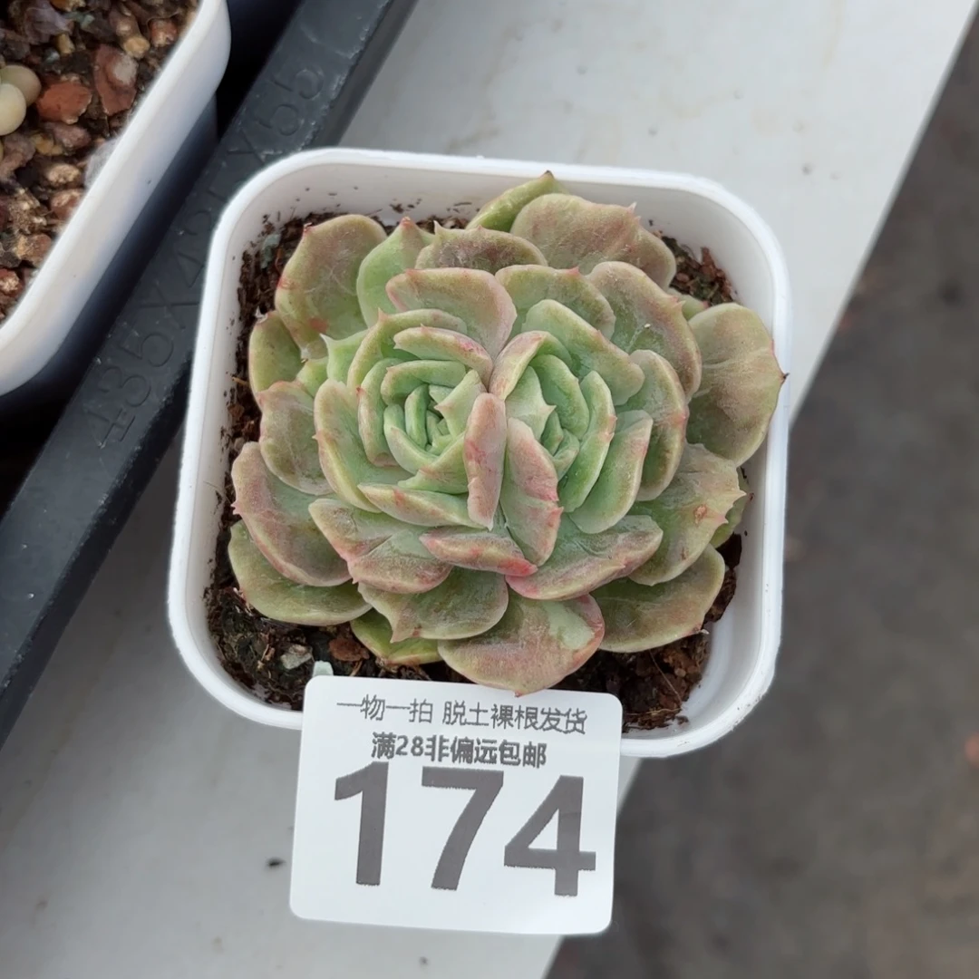 石化昂斯诺无盆土发货
