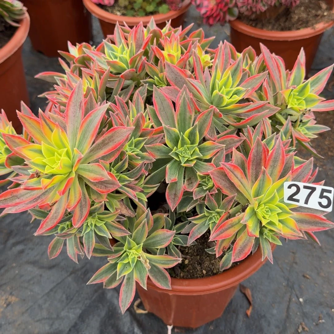 275多肉植物枫叶多肉