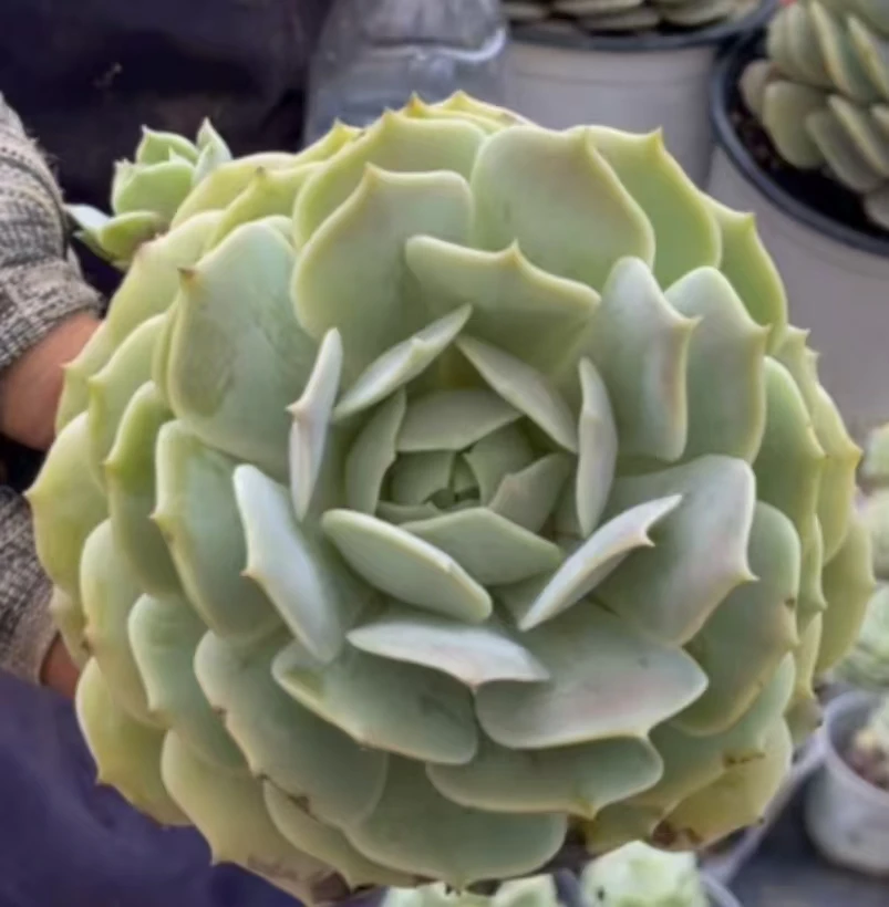 露娜莲 3颗   好看好养  室内室外耐寒耐热 多肉植物