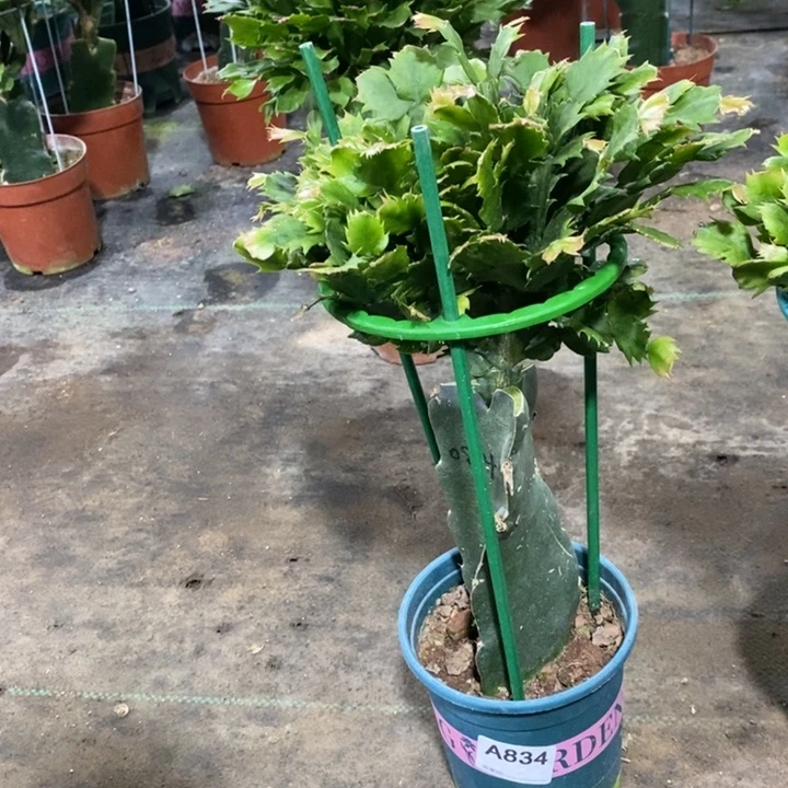 当前无花栽培后可以开花烟*?834嫁接084
