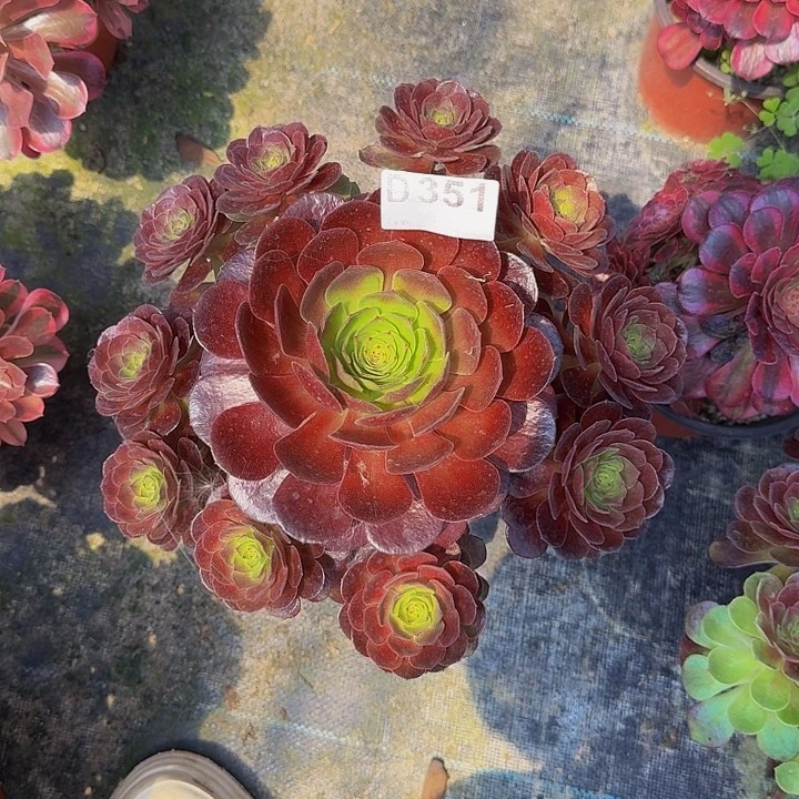 0000000000000351黑膜