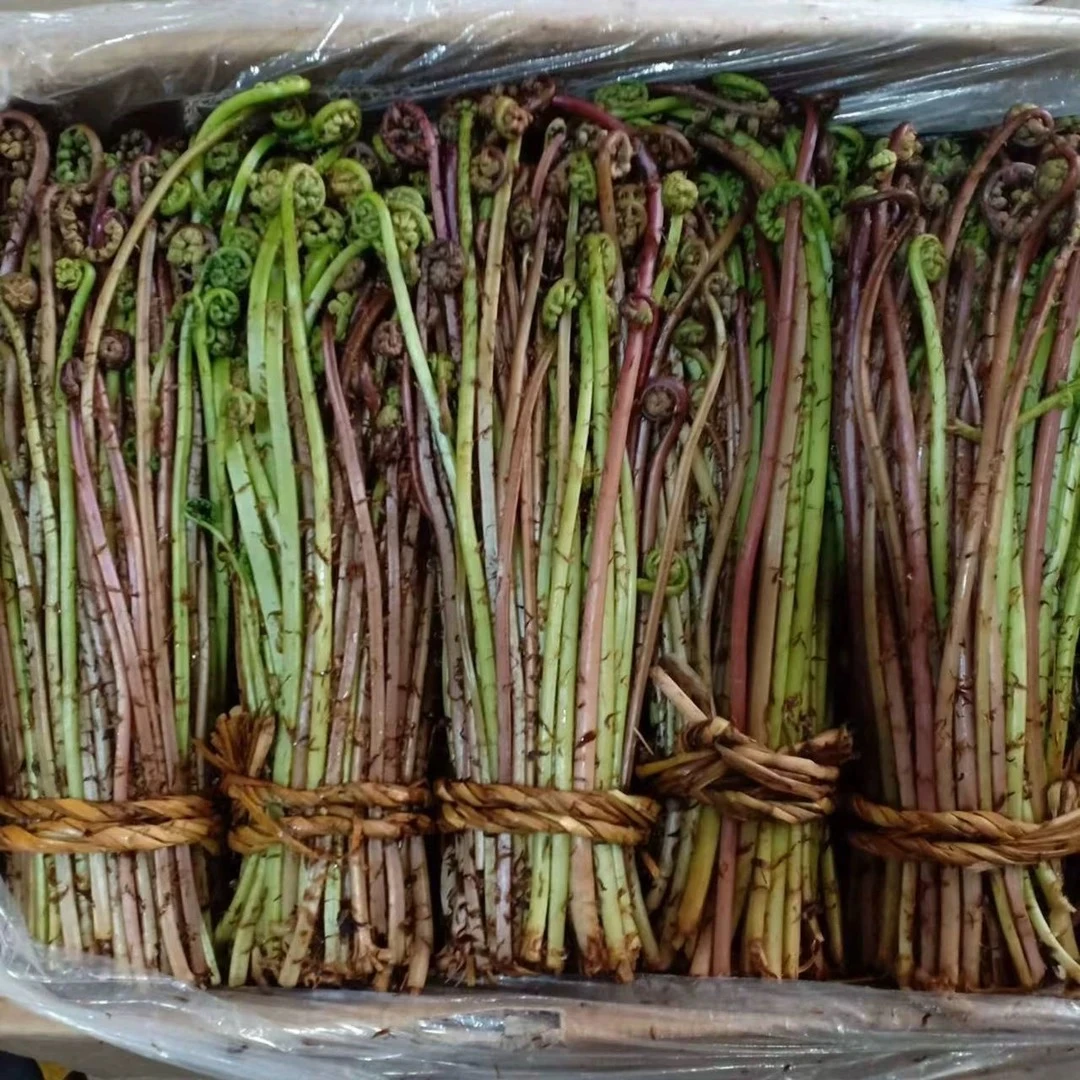 东北吉林野生新鲜猴腿菜现采现发5斤包邮