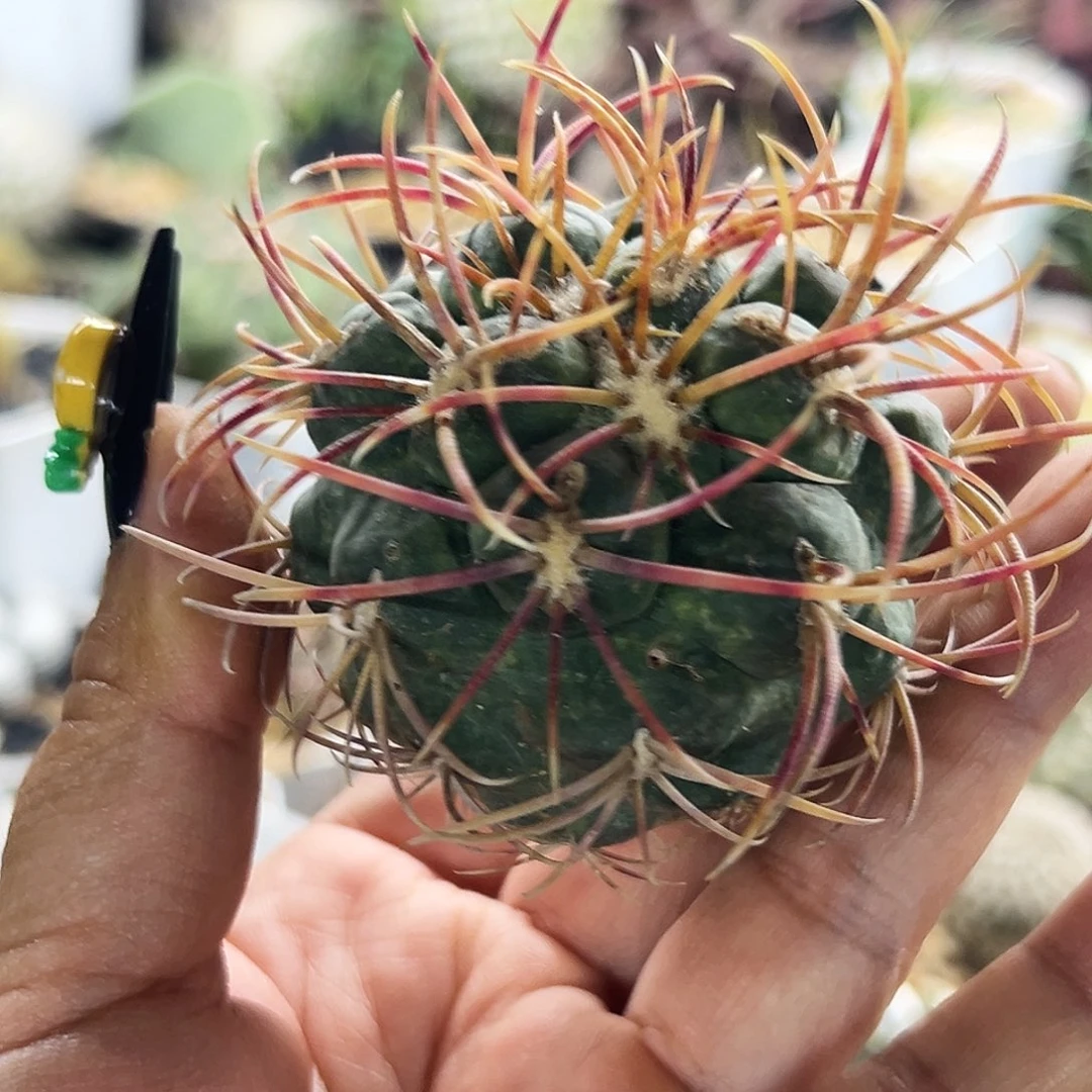 高木菲冠龙仙人球66666666