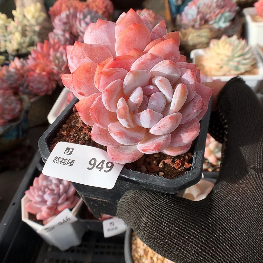 949雪天使多肉植物66666