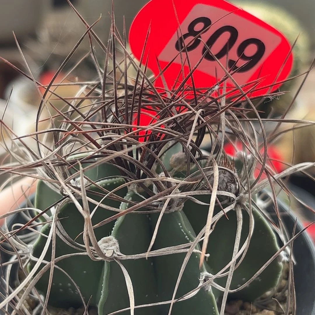 仙人球实生黑刺瑞凤