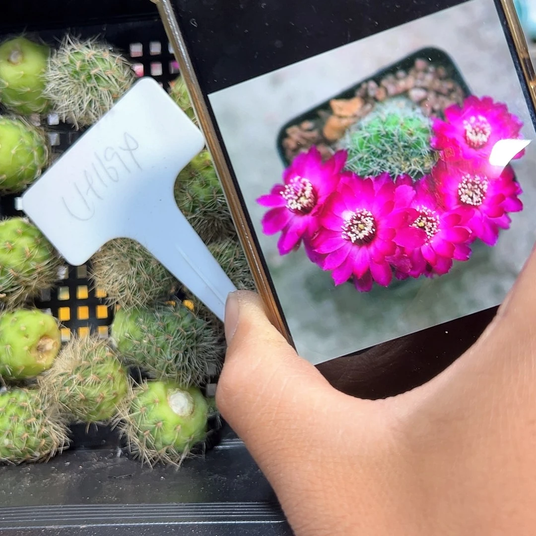 1694往事多肉园仙人球