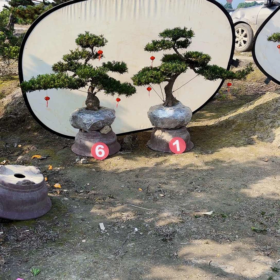 无花朵精品小叶雀舌罗汉松盆景