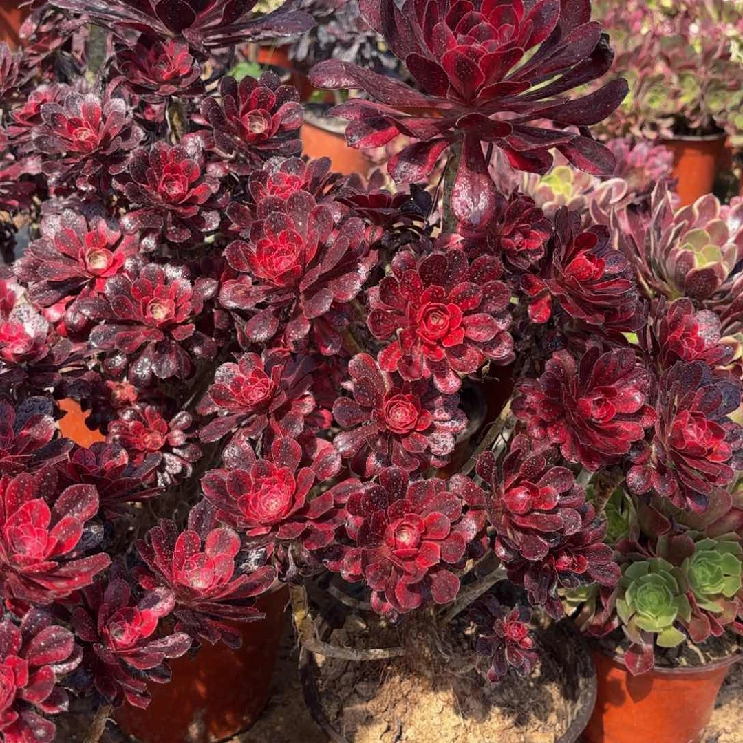 香奈儿木质老桩19.8法师多肉