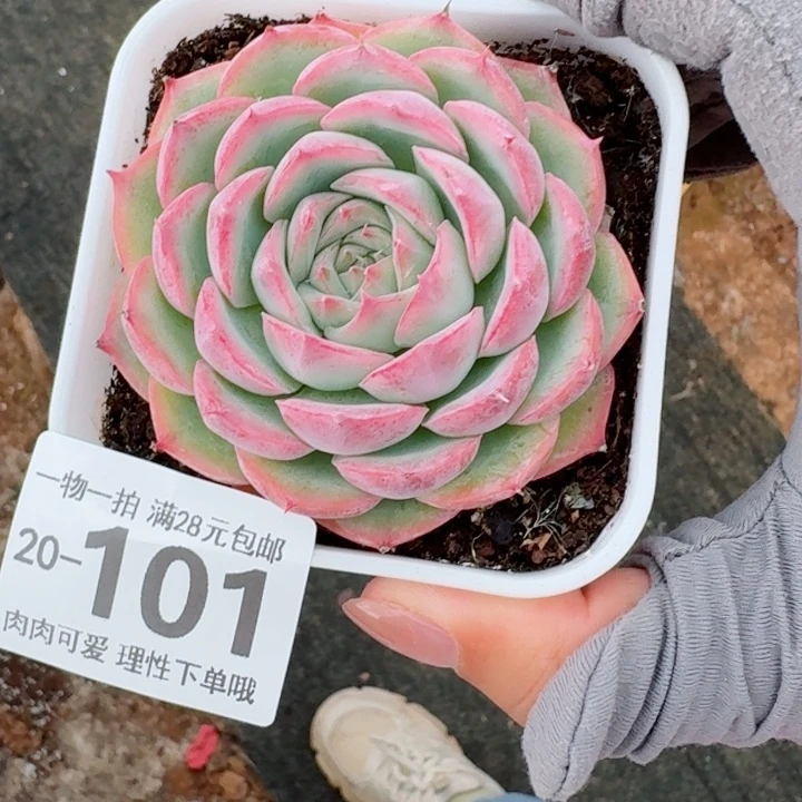 侧影多肉多肉植物多肉