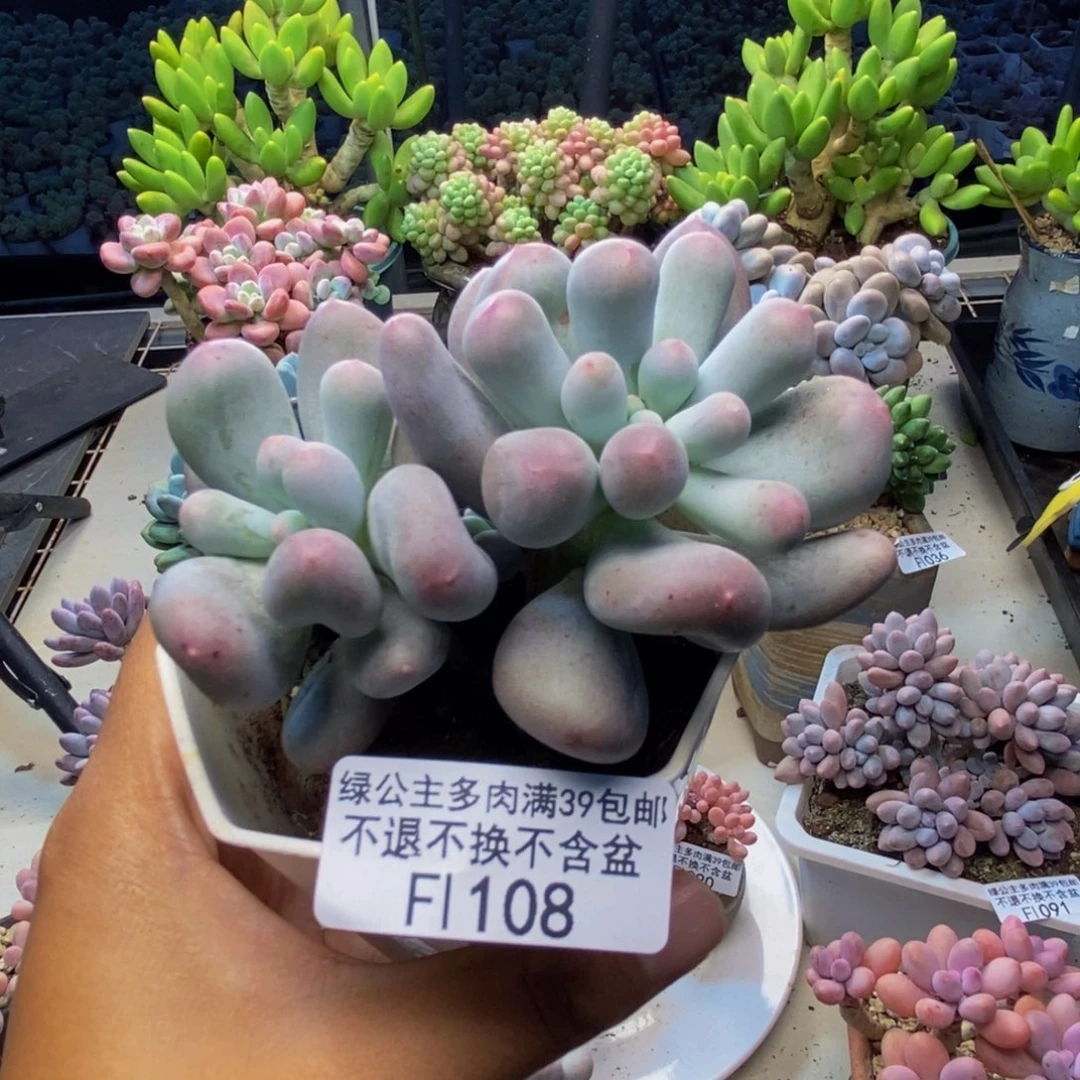 108米可奶多肉7c m