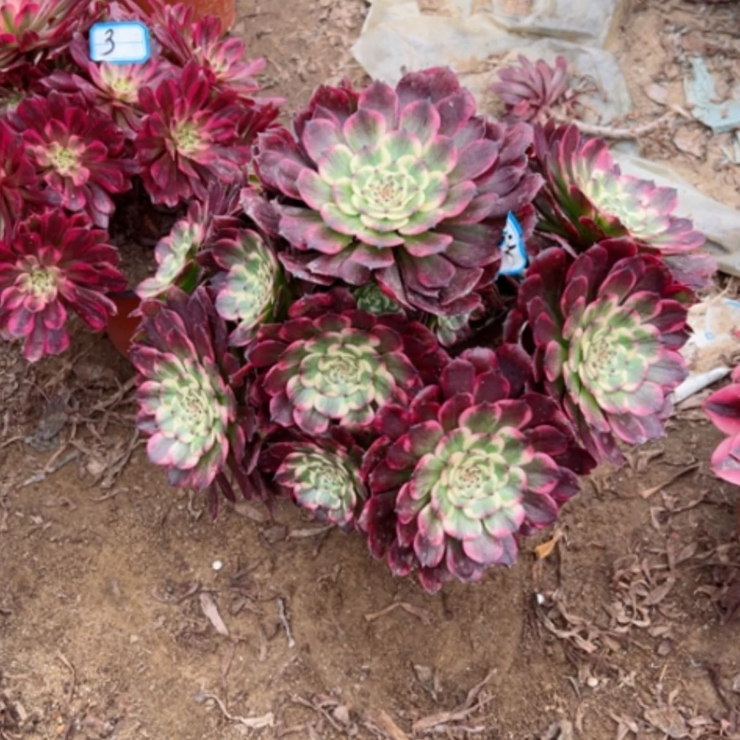 【闪购商品】多肉植物黑金刚2