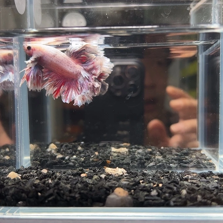 斗鱼竞拍跑单拉黑14日133