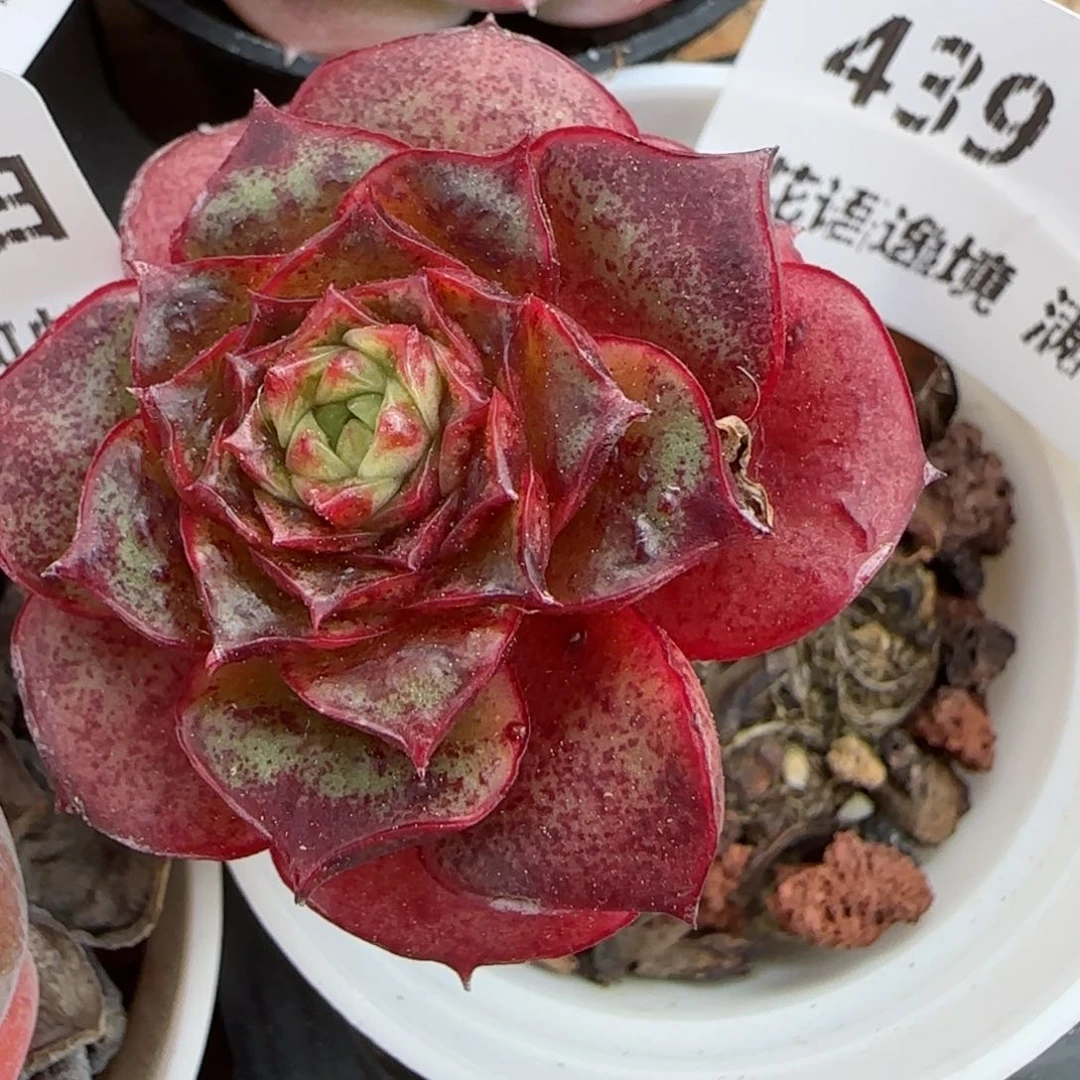 花语逸境0213-439