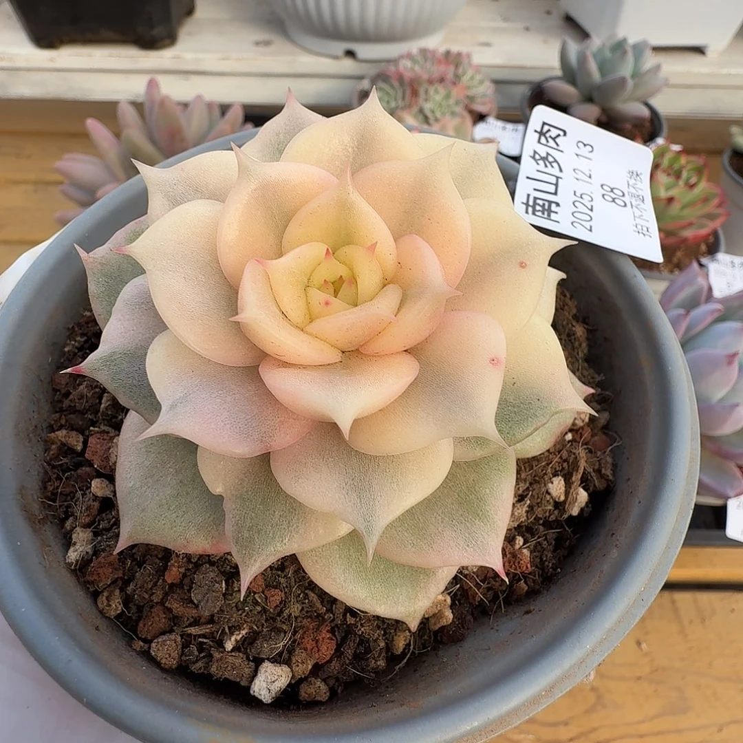 贝加尔湖锦111213-88