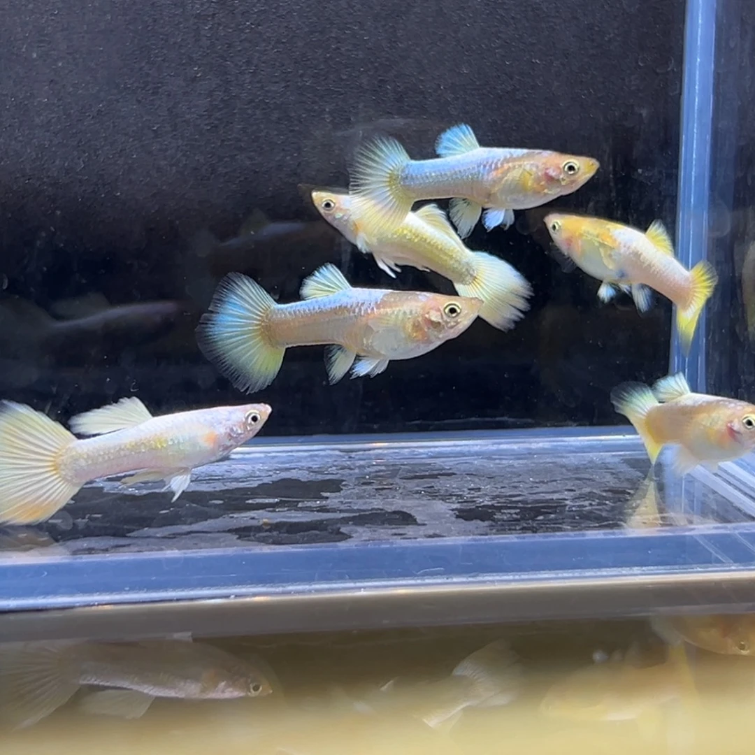 孔雀鱼黄金满麟一对备损两对