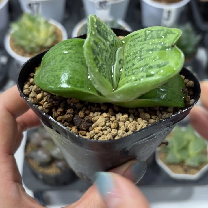 蜗牛原盘原土多肉植物