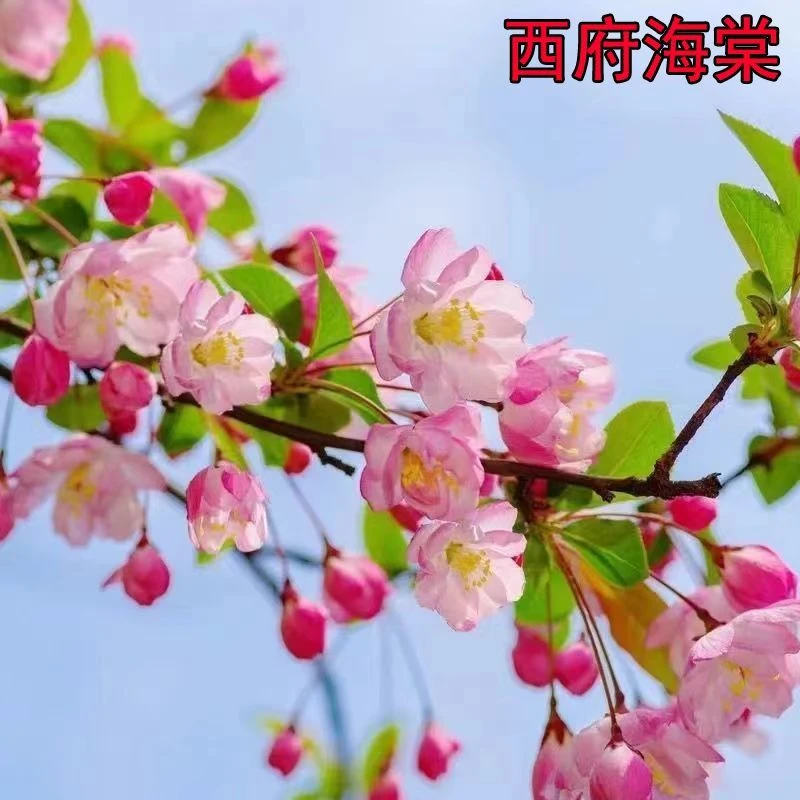 海棠树苗名贵垂丝西府北美海棠庭院别墅园林地载苗木精品树形四季