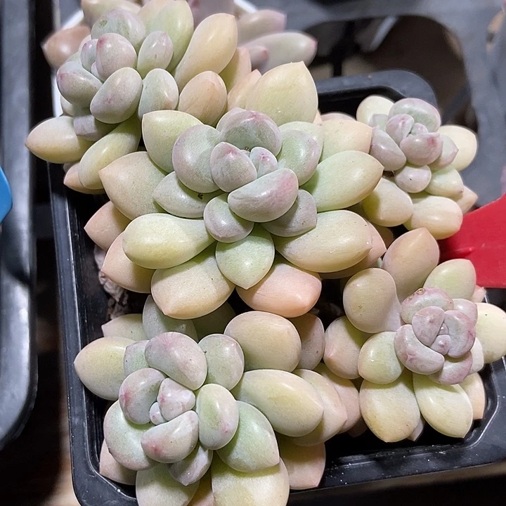 多肉植物泡泡糖828