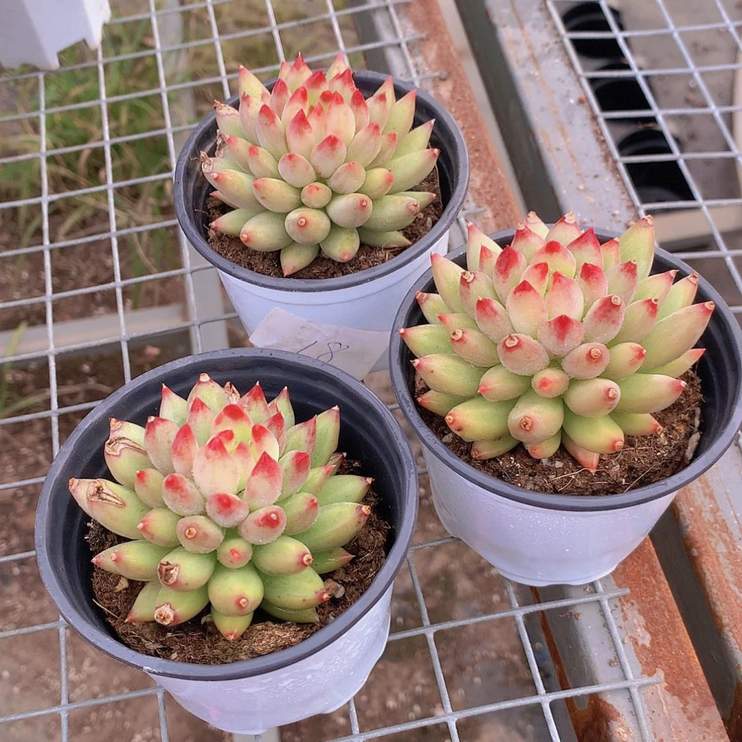 三颗黄体虞美人4567888899