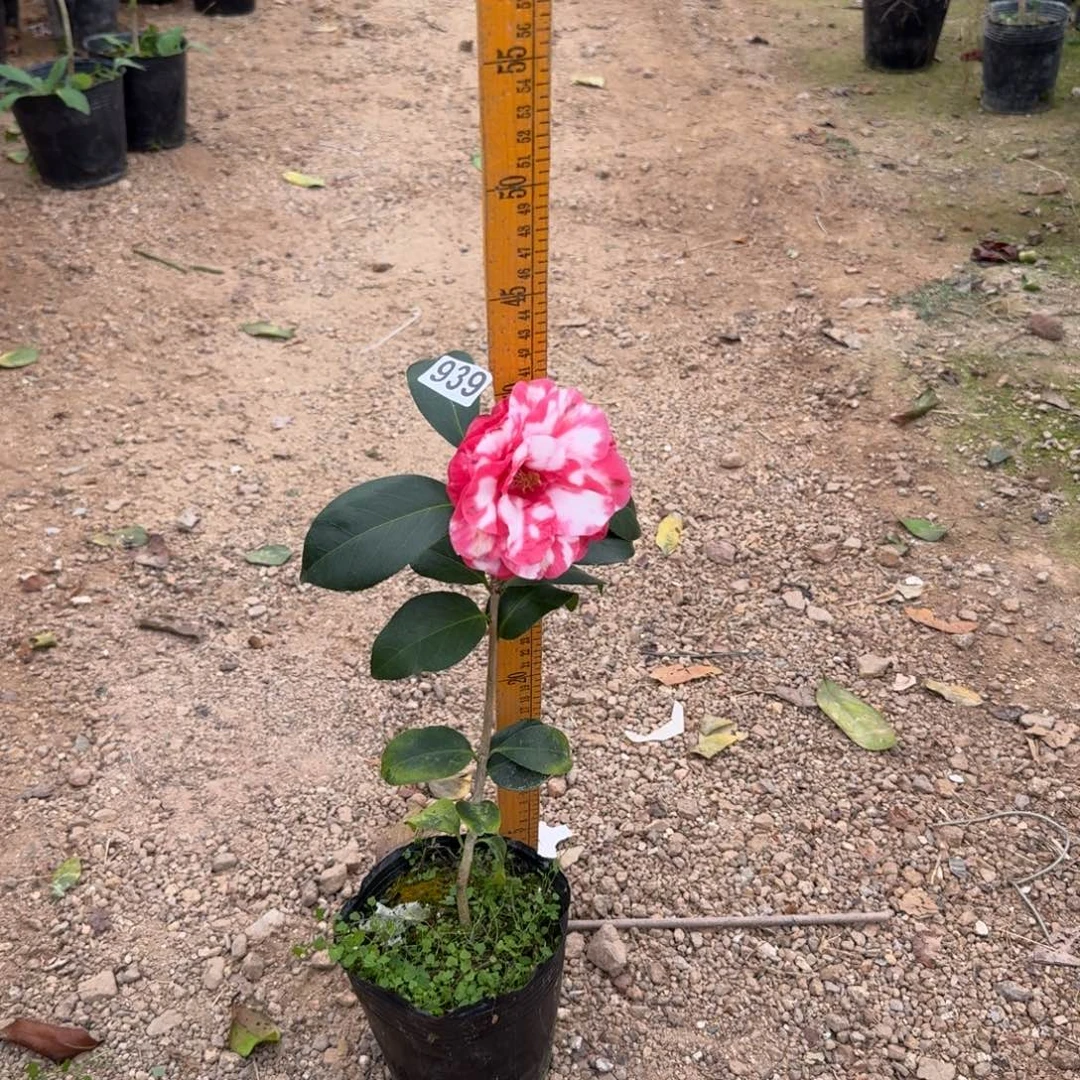 少量花朵（建议范围：2朵-5朵 或40%以下）939宝盒