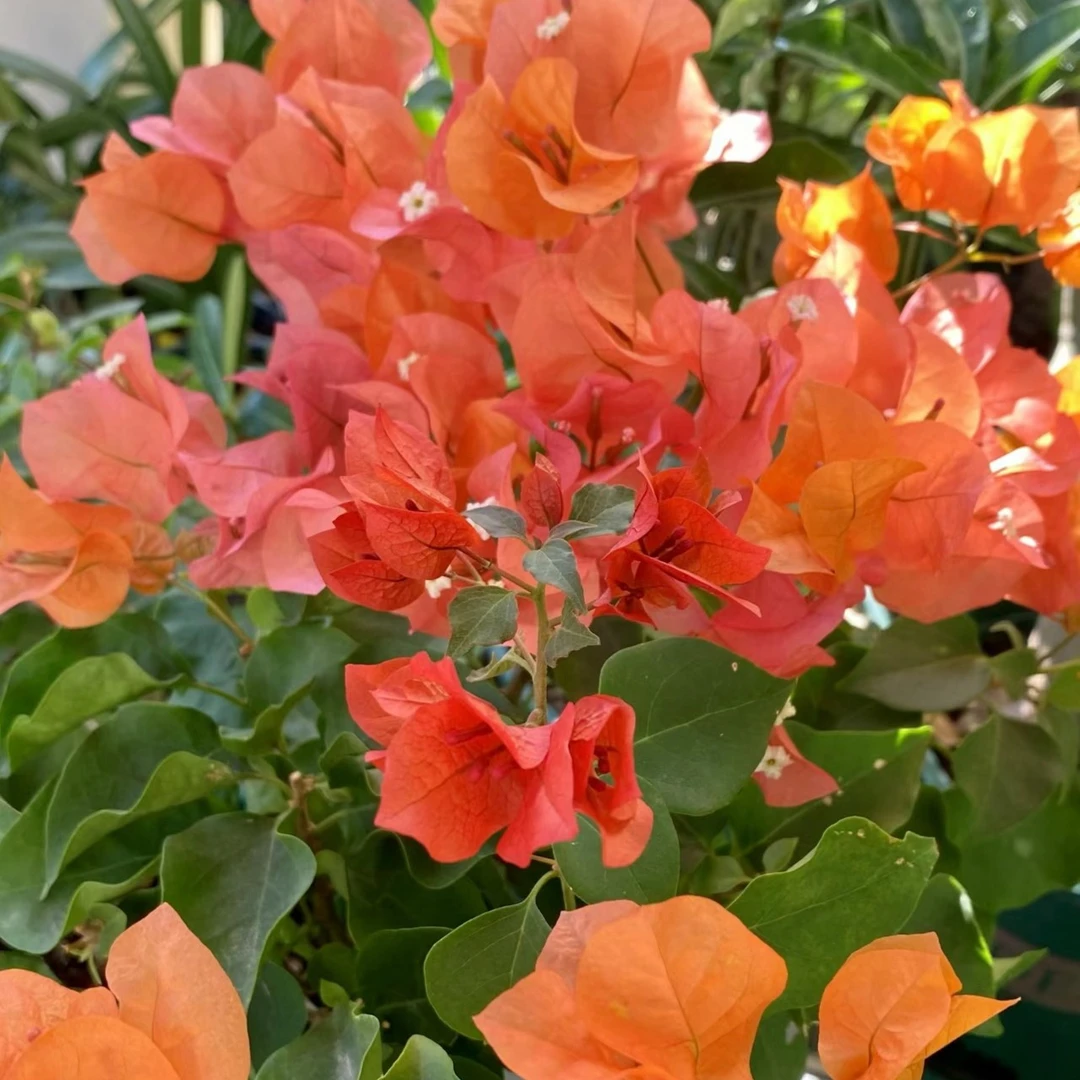 【绿叶橙】三角梅好养勤花阳台庭院可爬藤不带花可垂丝