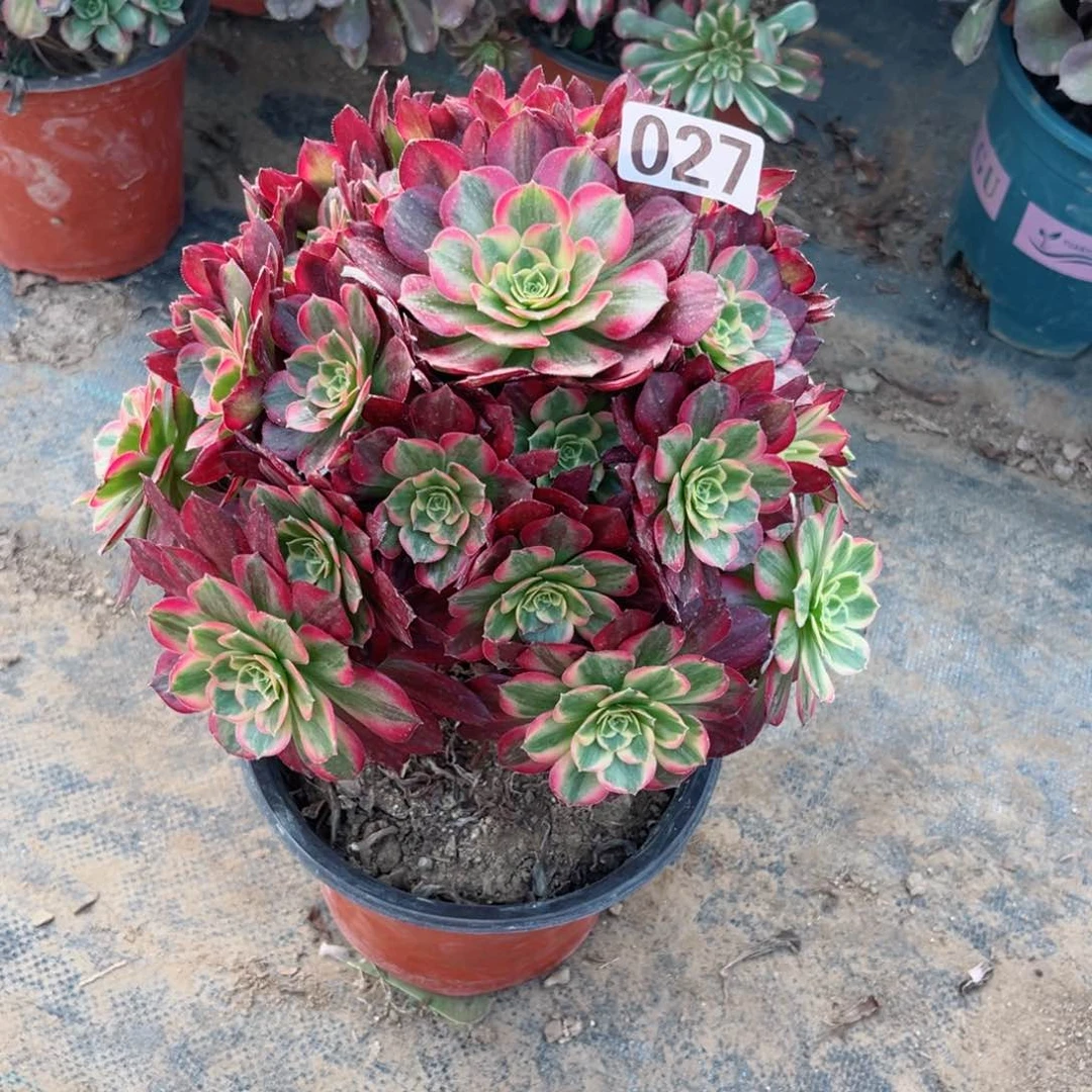 027安娜法师多肉植物