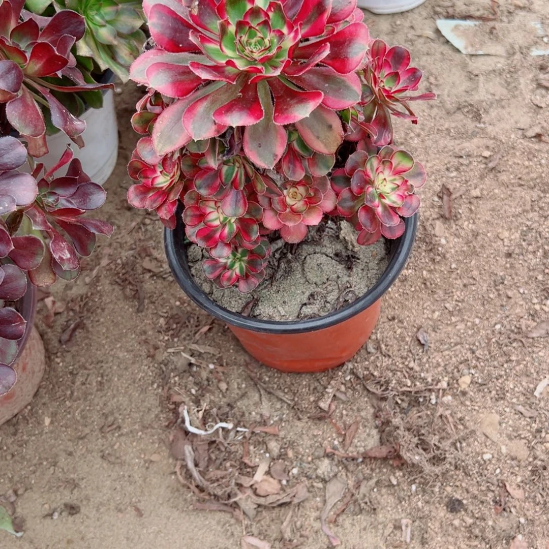 晨***晨315冰激凌多肉植物法师