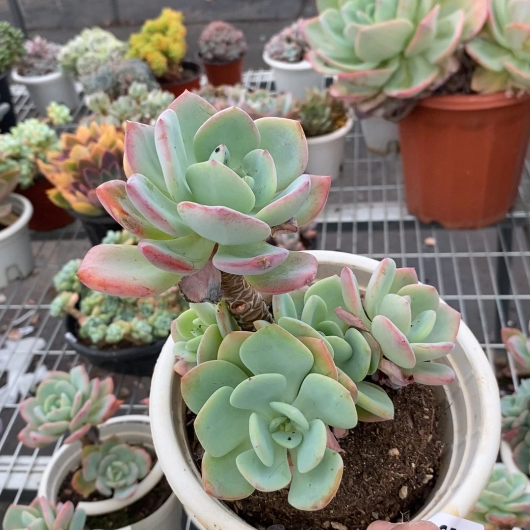 6508白月光一物一拍