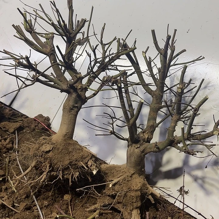 完全开放枫树出星星