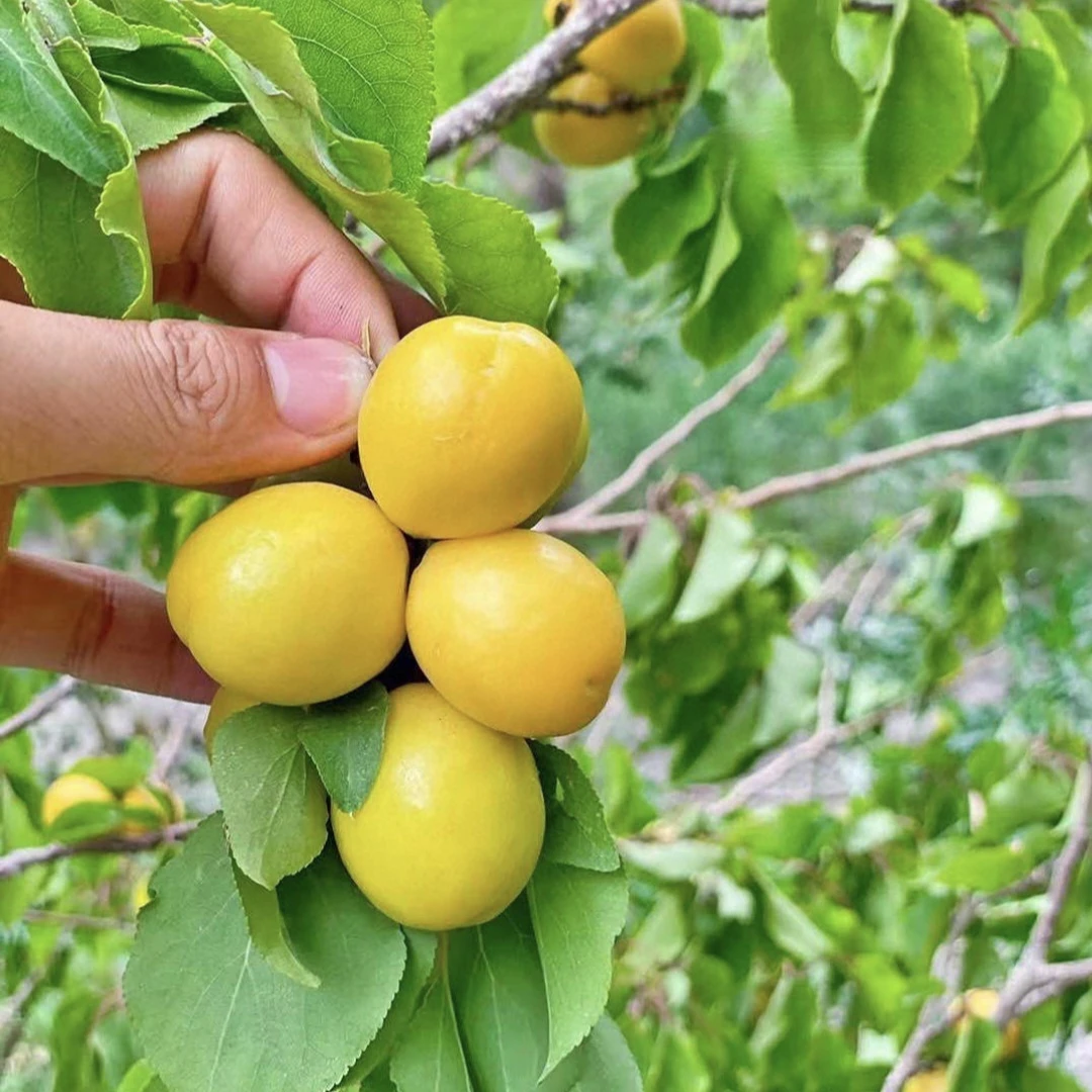 新疆小白杏 顺丰空运（1kg/1.5kg）