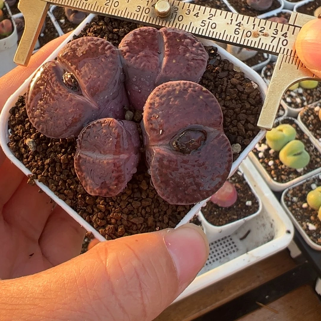 血红石榴群带盆多肉