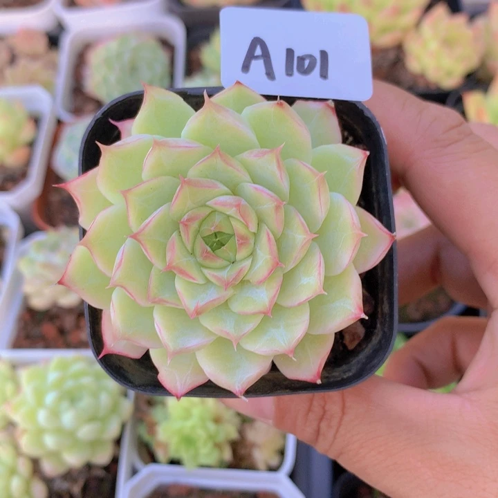 开播福利玫瑰花女王单头A101