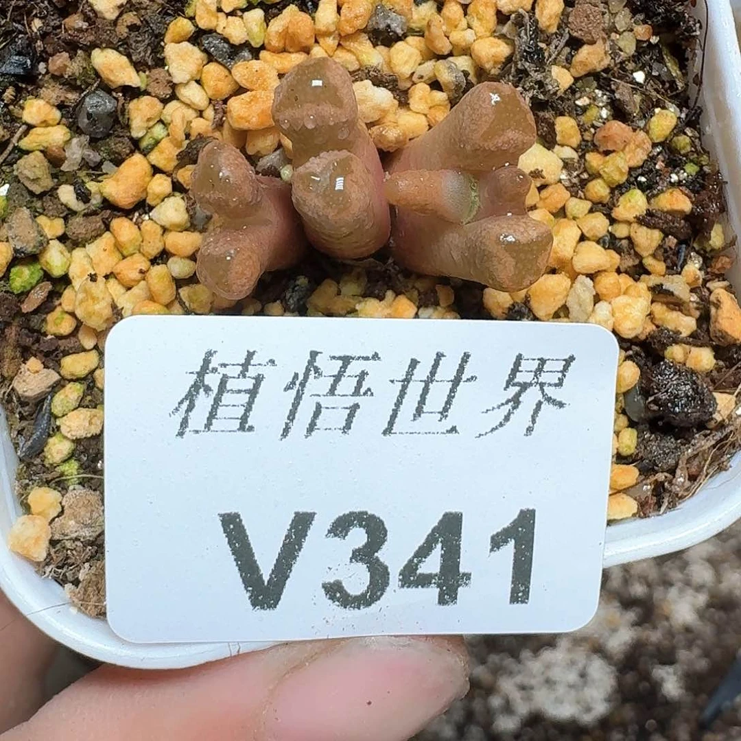 341号多肉植物哇cv