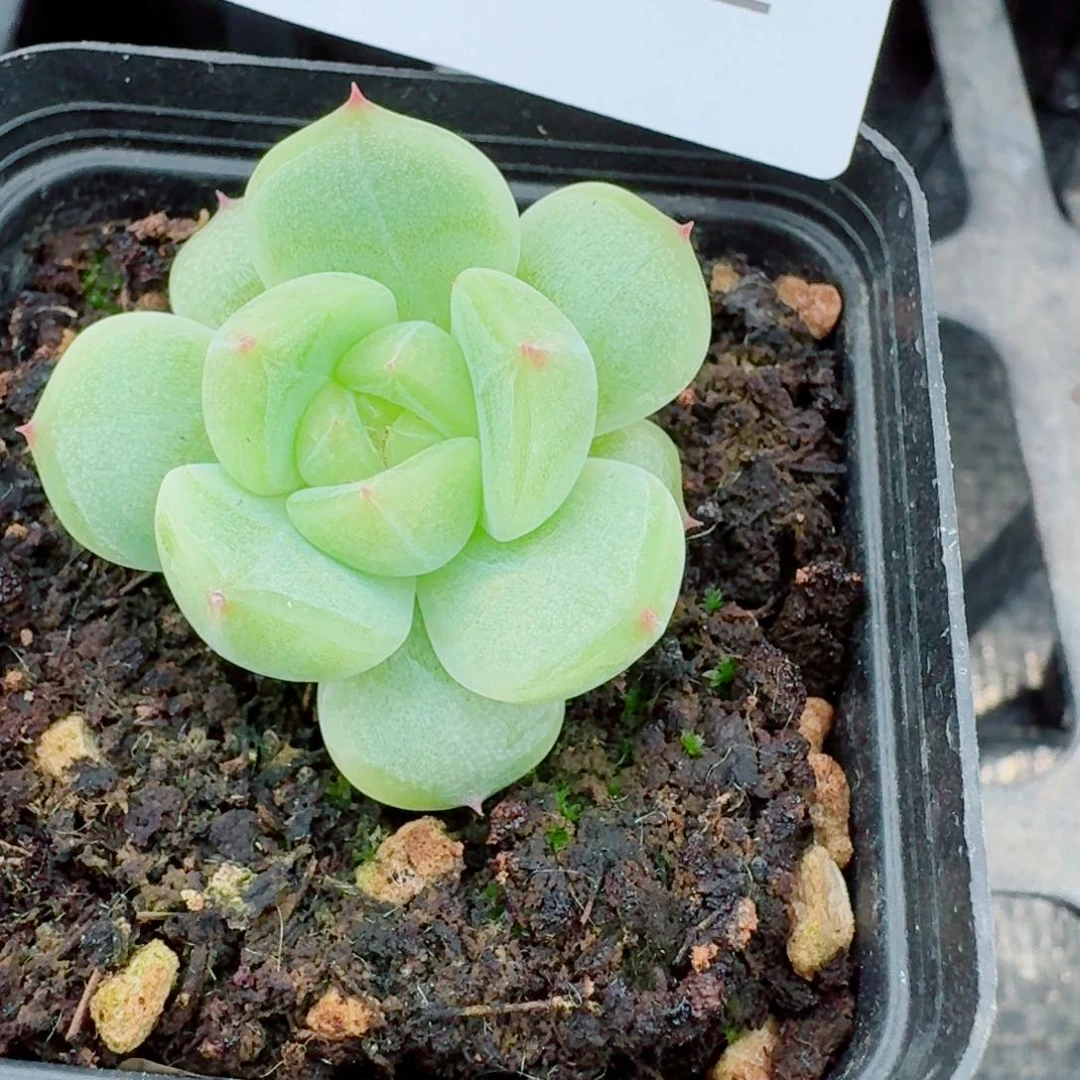 多肉杂交一物一拍1-52