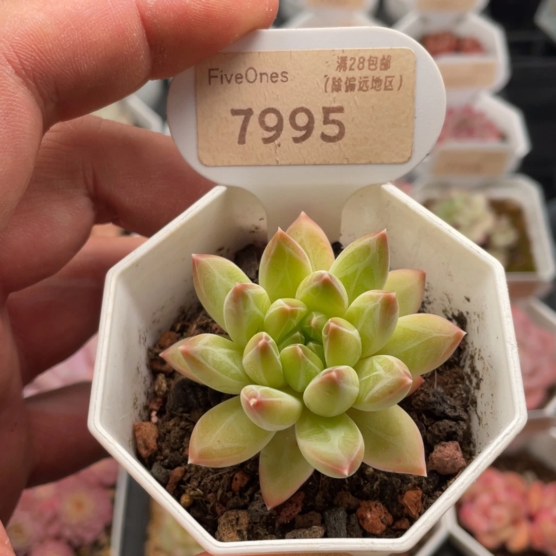 重楼7995-5.0厘米