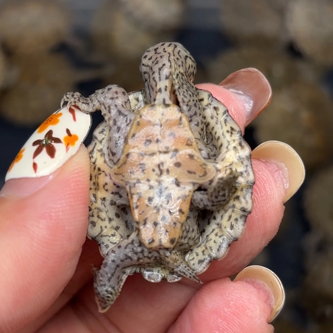 宠物龟不分公母全品黑刀