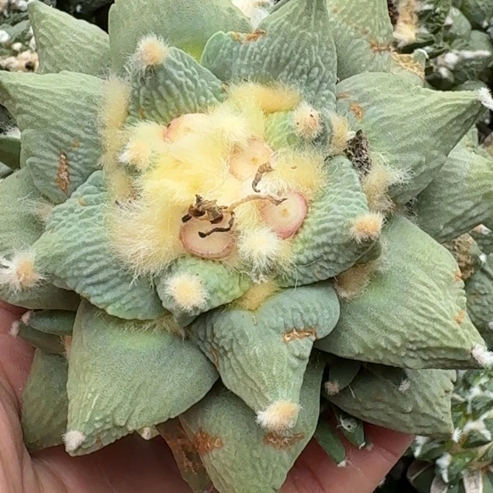 无花朵苗接大龙尾194