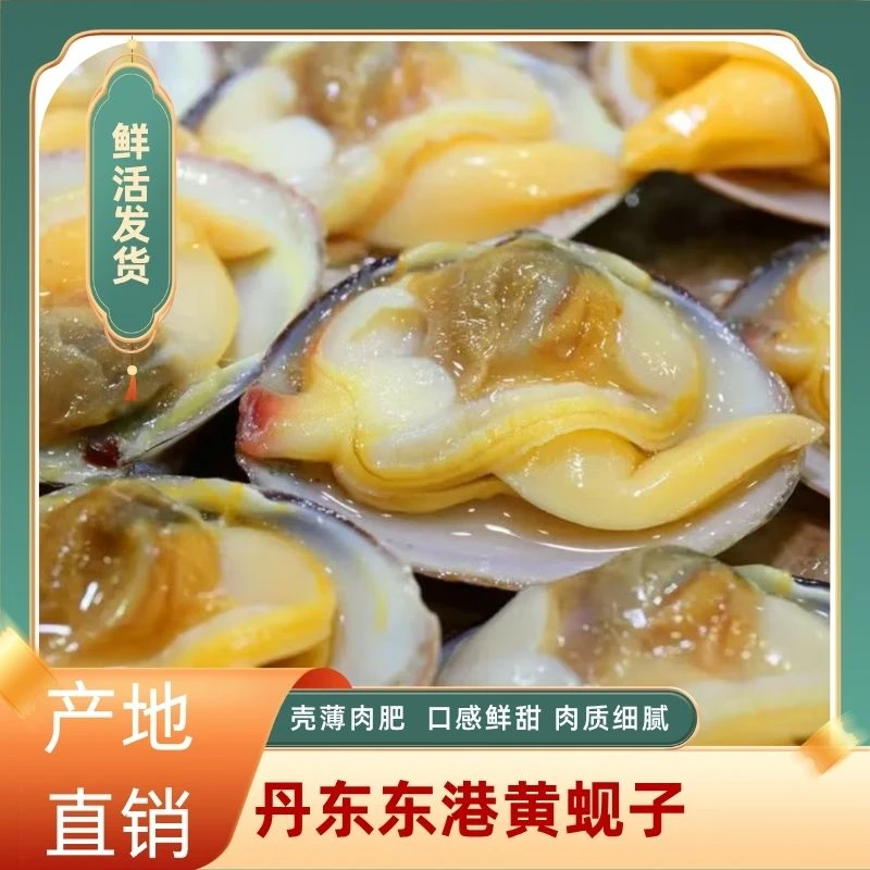 【顺丰包邮】东港鲜活特大15头蚬子王3/4斤特大个98%无沙鲜活发货