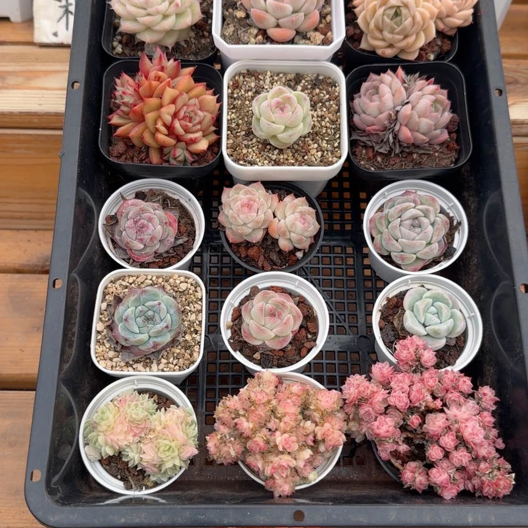 框拍框拍0223-12