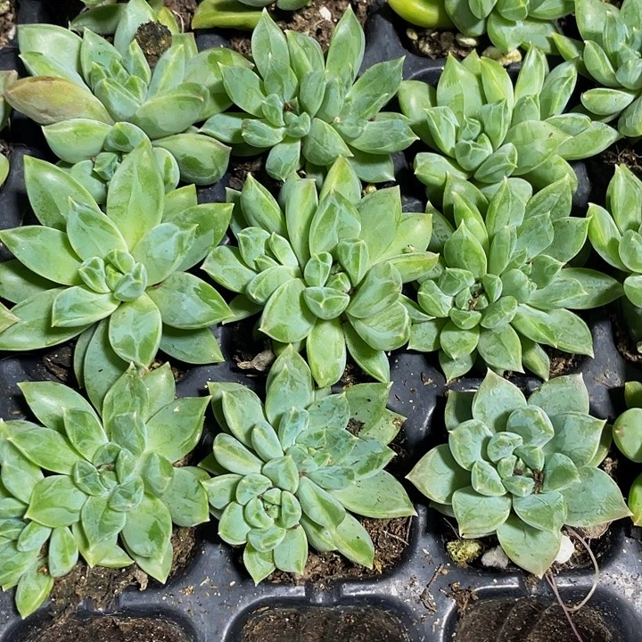 小青提1元带土发货