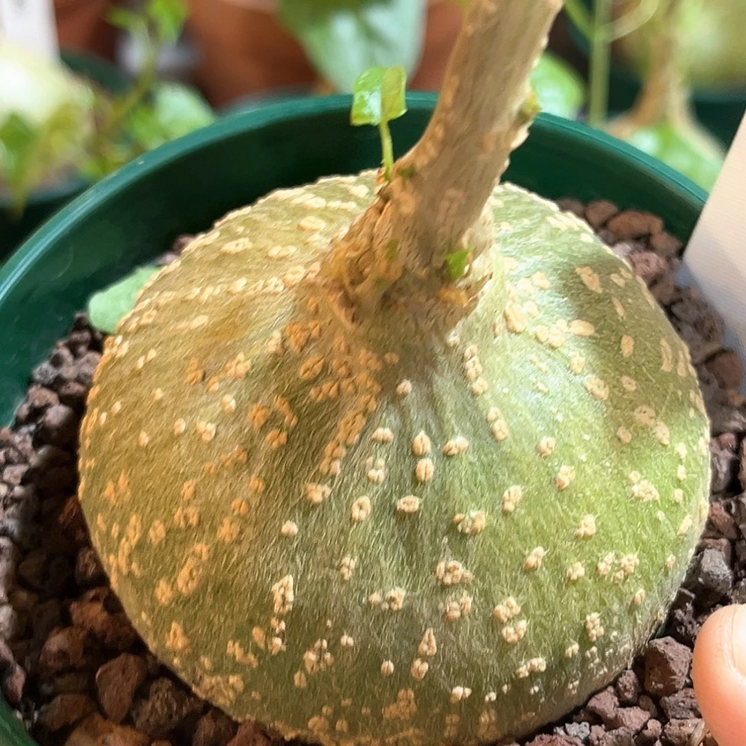 潮流植物 银叶睡布袋 y09